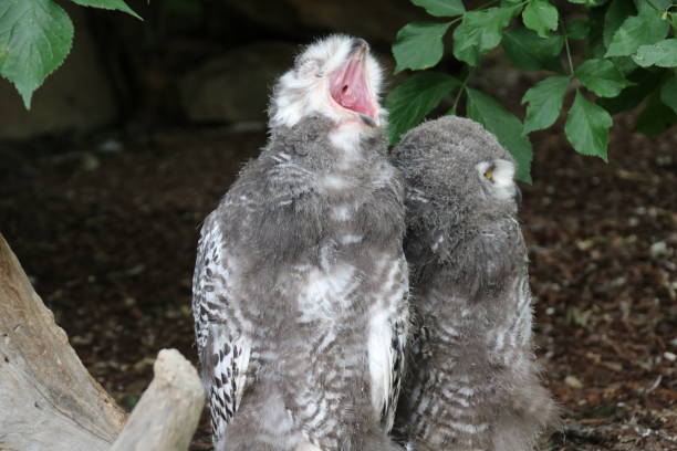 istock Young Yellow Eyed Snowy Owl (Bubo scandiacus) 826653222