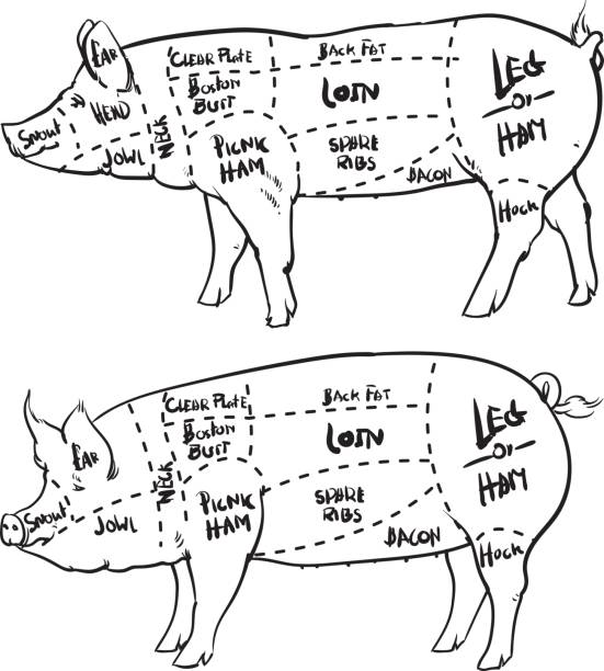 ilustrações, clipart, desenhos animados e ícones de carne de porco cortes diagrama conjunto contorno e carnificina. porco de mão desenhada isolado no fundo branco. desenho de ilustração vetorial. - domestic pig