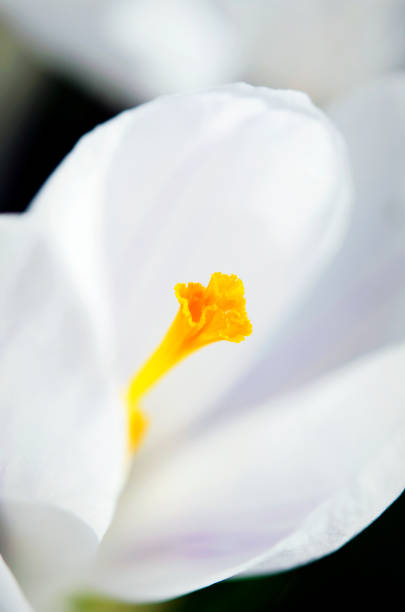 Closeup of white crocus, Closeup of white crocus, harbinger of spring plant city photos stock pictures, royalty-free photos & images