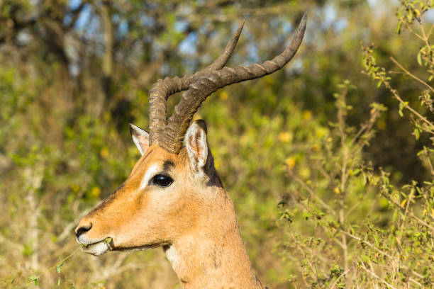 istock Buck Wildlife Animal Closeup 826653438