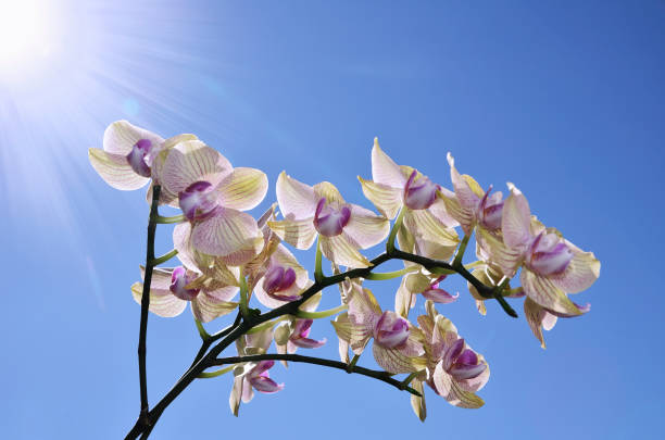 colorful flower  phalaenopsis on beautiful bright