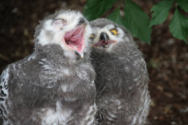 istock Young Yellow Eyed Snowy Owl (Bubo scandiacus) 826653544