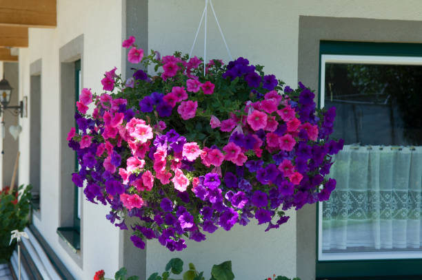 istock Balcony flowers, surfina, pelargonium