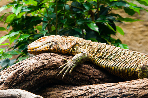 Colorful northern caiman lizard, Dracaena Guianensis, lizard sitting on the tree. Natively found in the jungle of South America.