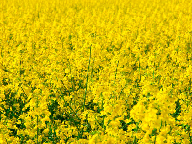 istock Yellow field of rape plant canola 826653810