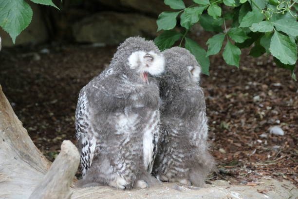 istock Young Yellow Eyed Snowy Owl (Bubo scandiacus) 826653894