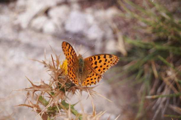 Butterfly on Monte Capanne, Elba island, Tuscany, Italy
