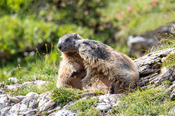 istock Alpine marmot couple 826656762