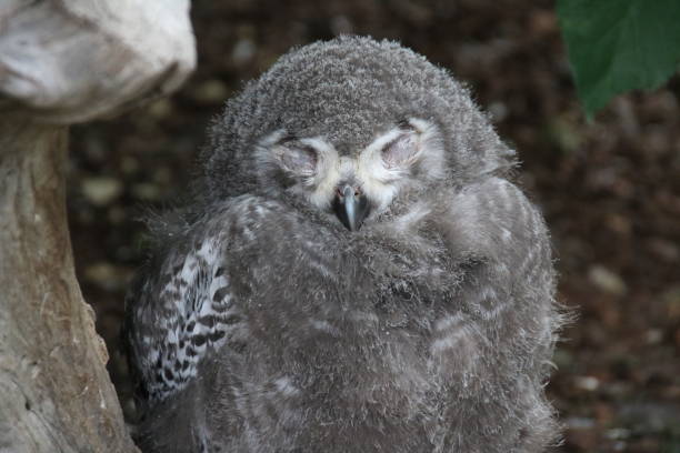 istock Young Yellow Eyed Snowy Owl (Bubo scandiacus) 826657372