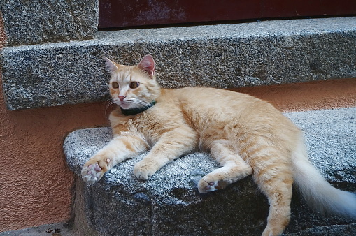 Cat in Marciana, Elba island, Tuscany, Italy