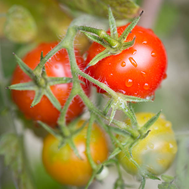 istock Growing tomatoes in the garden, closeup 826660438