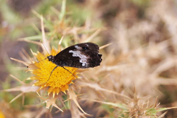 Butterfly on Monte Capanne, Elba island, Tuscany, Italy