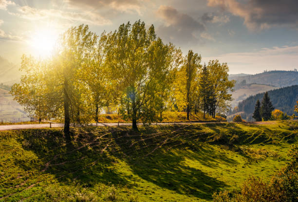 istock range of poplar trees by the road on hillside at sunset 826662002