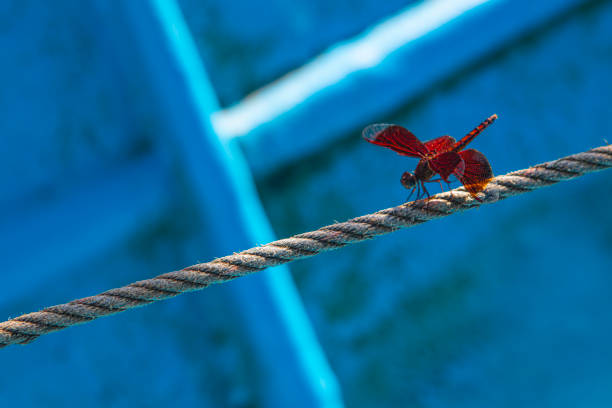 A beautiful red dragonfly taking a break on an anchor rope.