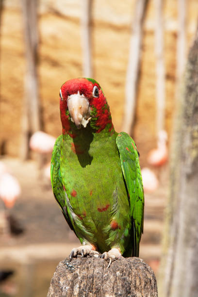 istock Parrot Miter conure, aratinga mitrata, close-up 826664838