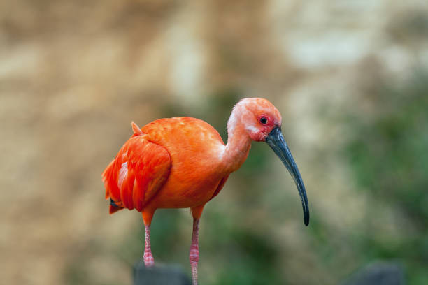 istock Red ibis - Eudocimus ruber - close-up 826664848