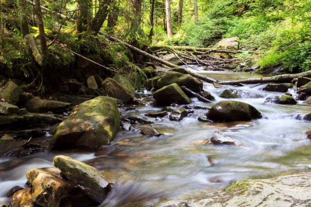 istock The mountain river flows through the forest, Ukraine, the Carpathians. 826665696
