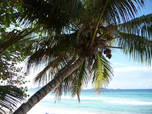istock Kokospalme am Long Beach von Tortola 826669488