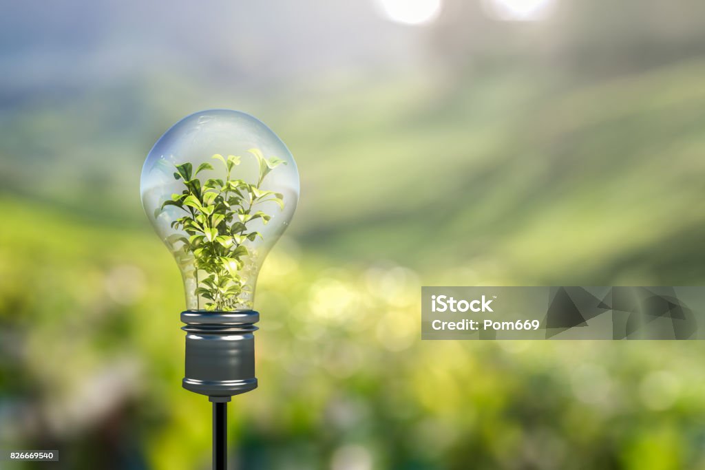 Light bulb Light bulb with green plant sprout inside Innovation Stock Photo