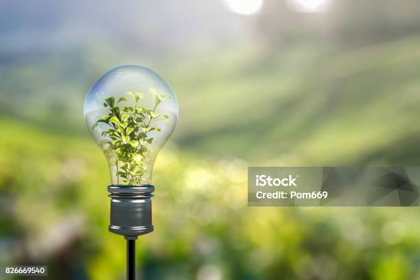 Light Bulb Stock Photo - Download Image Now - Environmental Conservation, Innovation, Green Color