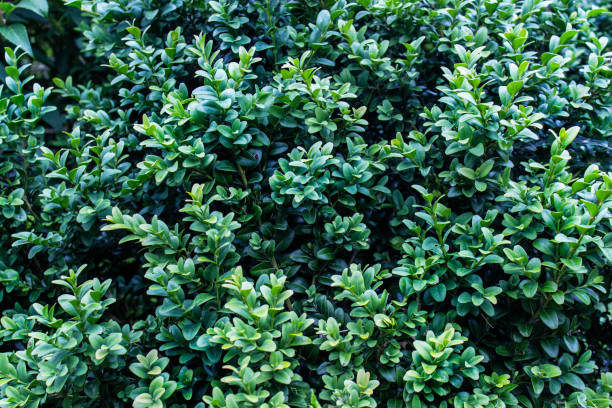 istock Uneven green plant background 826672662