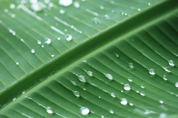 Photo of Rain drops on banana leaf