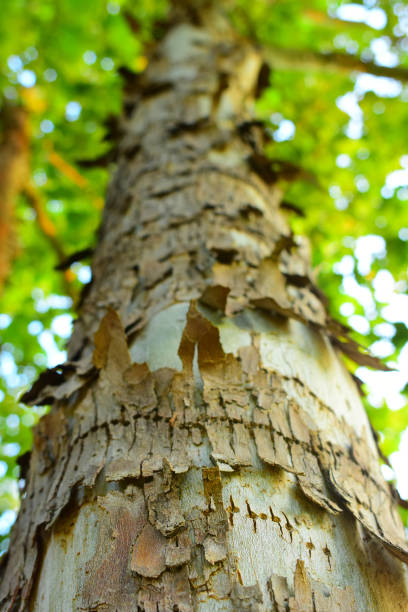 istock Rows of woodpecker holes in peeling bark on Sycamore tree 826676764