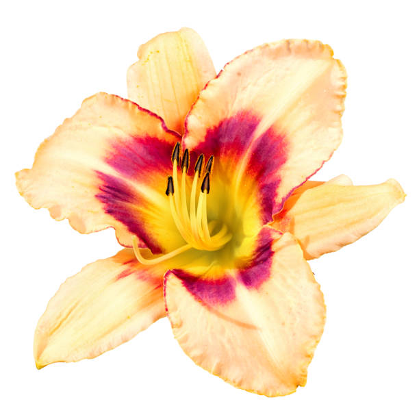 istock day lily flower isolated on white background 826680198