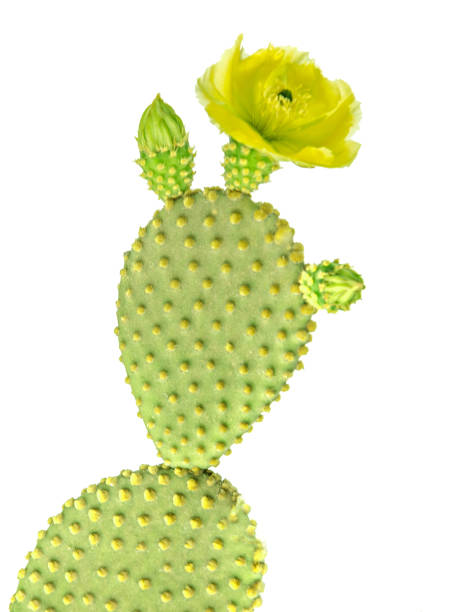 istock Opuntia cactus isolated on white background 826681696