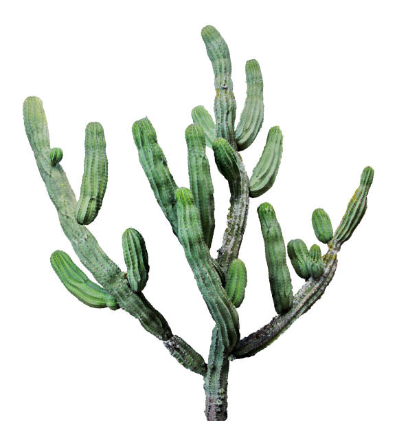 istock close up of cactus isolated on white background 826681700