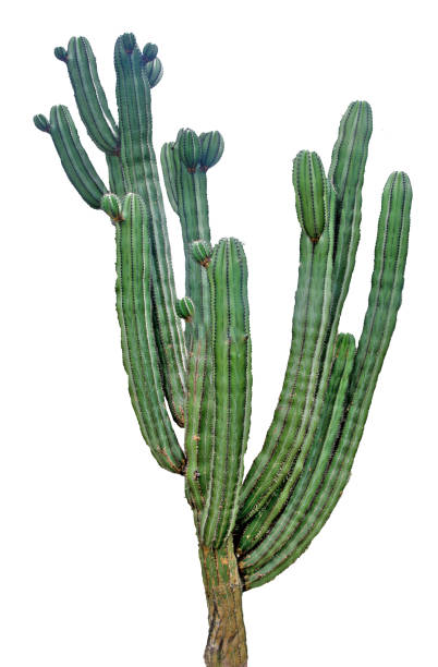 istock close up of cactus isolated on white background 826681706