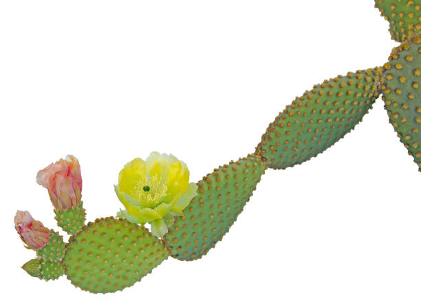 istock Opuntia cactus isolated on white background 826681708