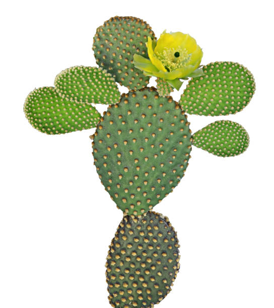 istock Opuntia cactus isolated on white background 826681738