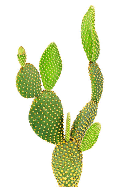 istock Opuntia cactus isolated on white background 826681744