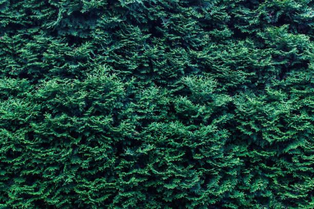 Free picture: green, cornifer, texture