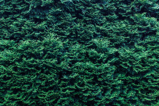 Chamecyparis texture Beautiful background with chamaecyparis plant. Texture of lush foliage of evergreen tree. cryptomeria japonica stock pictures, royalty-free photos & images