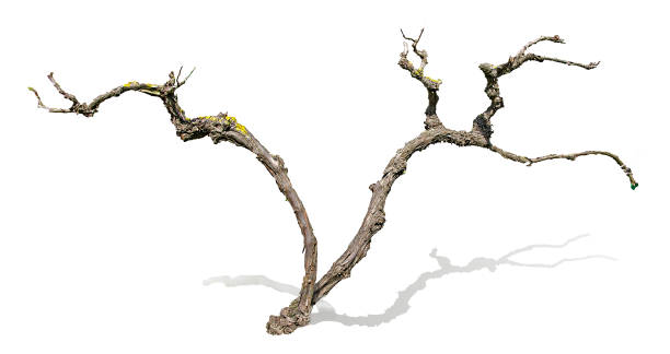 istock close up of dry branch 826681978