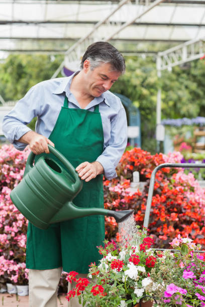 istock Gardener watering plants 826685682