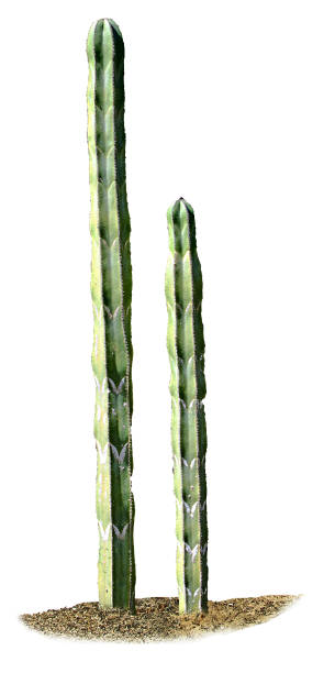 istock close up of cactus isolated on white background 826686572