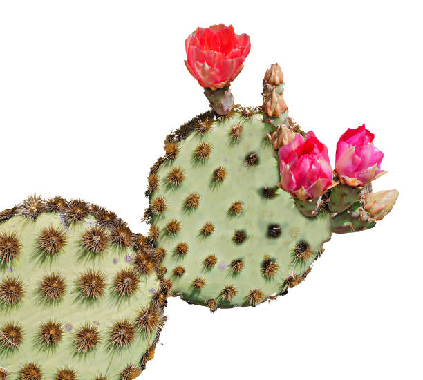 istock Cactus with red flowers isolated on white background 826686614