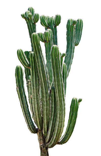 istock close up of cactus isolated on white background 826686628