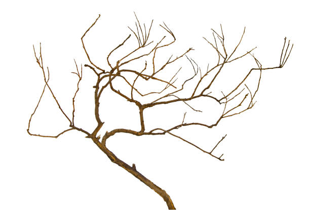 istock close up of dry branch 826686954