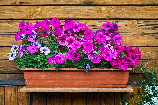 Stock photo showing close-up view of multi-colour yellow, pink, purple, white and red flowering petunias in wrought iron flower pot stand on public pavement.