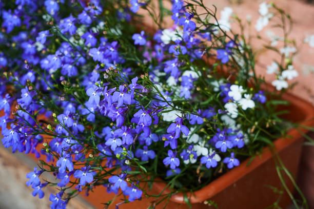 istock Lobelia blue blossom  in brown plastic pot close up 826691246