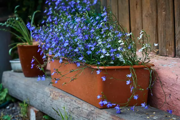 Lobelia blue blossom in brown plastic pot