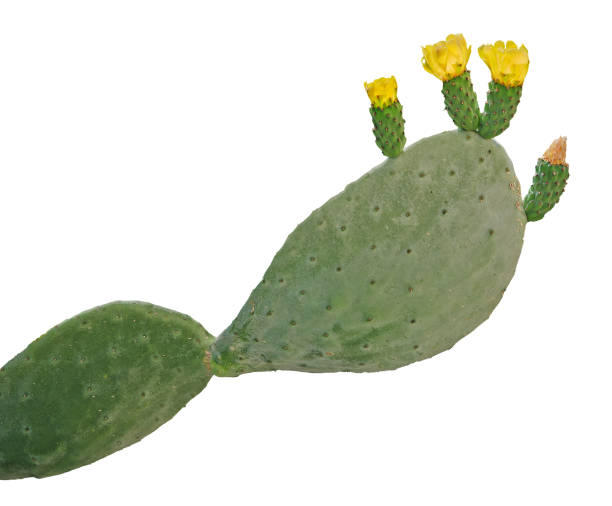 istock Opuntia cactus isolated on white background 826691784