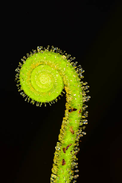 istock Thread-leaf sundew's unwinding spiral tip, with several trapped insects on stem 826694904