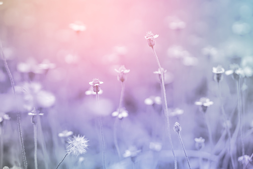 nature grass flower field in soft focus , pink and purple pastel background with sunlight