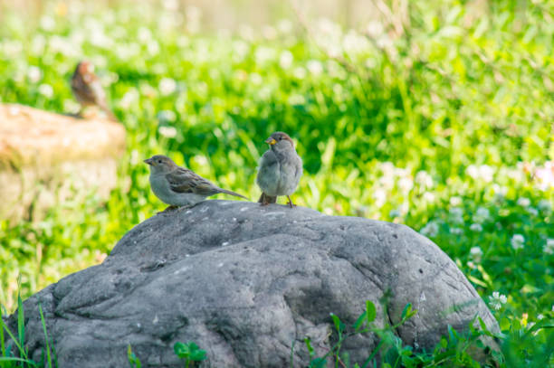 two sparrows sitting on big grey stone on green background