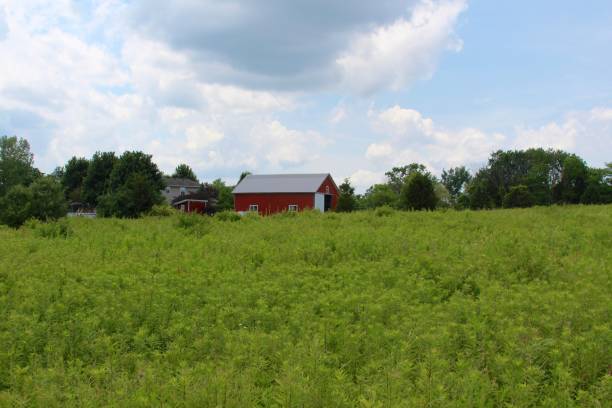istock Red Barn in the Park 826696356